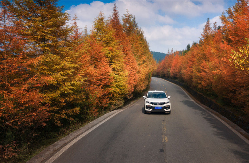 道路兩旁的紅楓彩林。武隆景區(qū)供圖