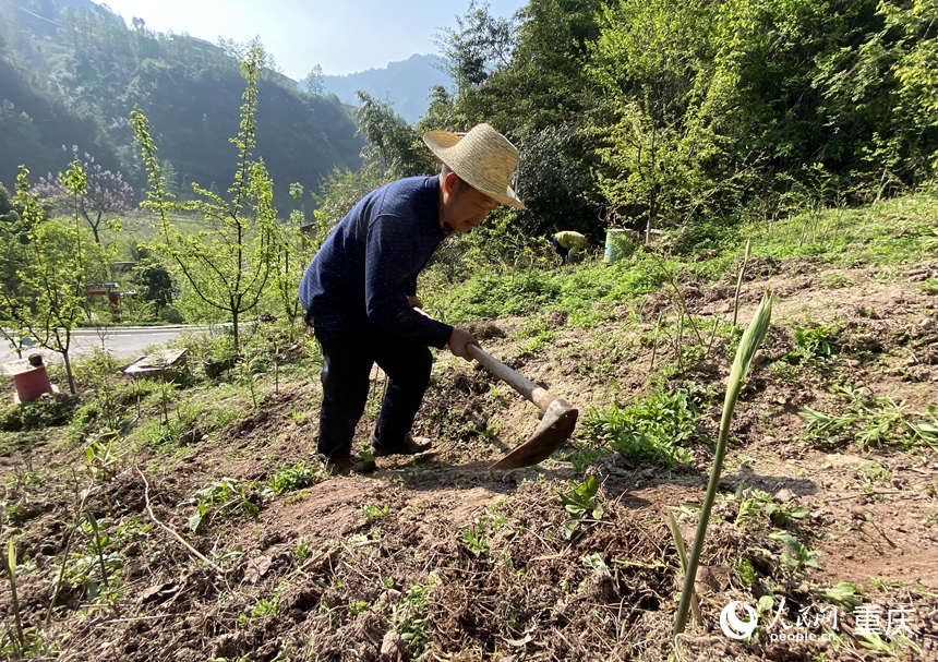 陳朋在黃精地里鋤草。人民網(wǎng) 劉政寧攝