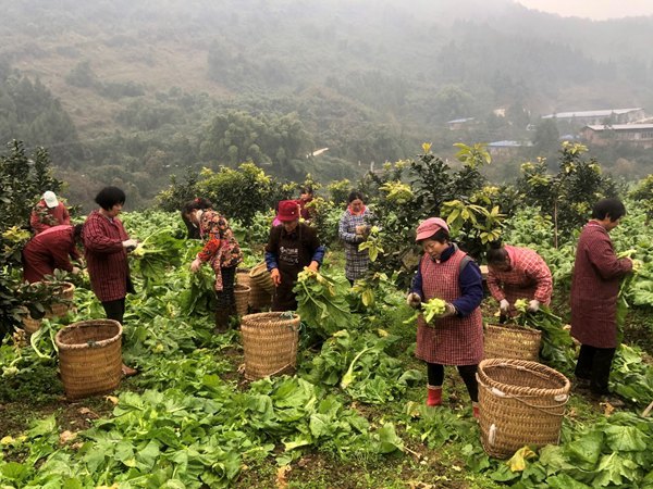 農(nóng)戶采收青菜頭。村村旺供圖