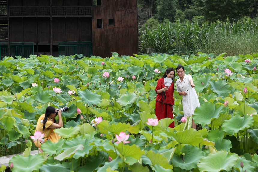 游客在重慶市黔江區(qū)小南海鎮(zhèn)新建村土家十三寨荷田里賞荷花。楊敏攝