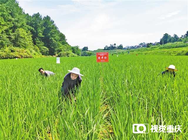 6月30日，南川區(qū)福壽鎮(zhèn)的一片水稻田里，農(nóng)民正在除草，這些是私人定制稻田，農(nóng)民代種代管護(hù)，收獲歸認(rèn)養(yǎng)人所有。記者 趙偉平 攝/視覺重慶