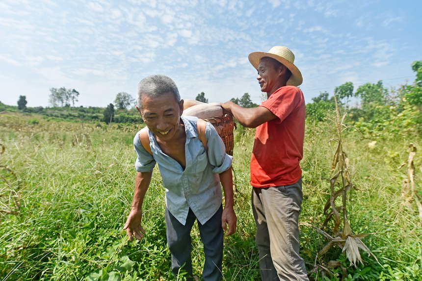 農(nóng)民在采摘南瓜。黃河攝