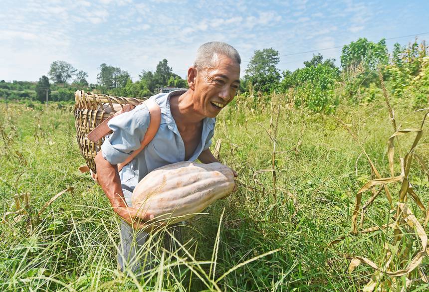 珍溪鎮(zhèn)滴水村村民覃進國在地里采摘南瓜。黃河攝