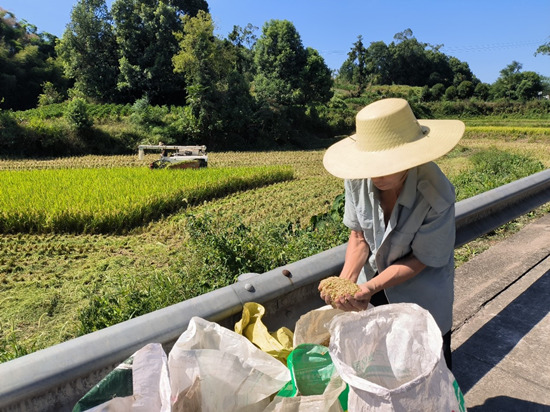 村民開展水稻搶收作業(yè)。巴南區(qū)農(nóng)業(yè)農(nóng)村委供圖