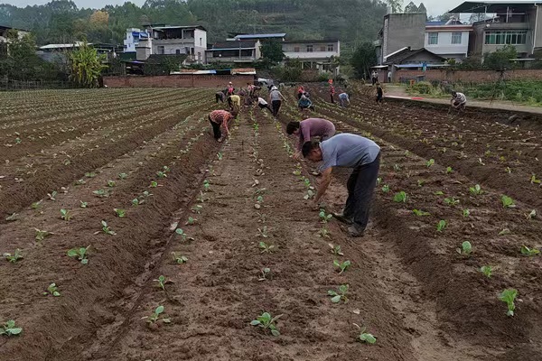 農(nóng)戶們正栽苗下種。潼南區(qū)委宣傳部供圖