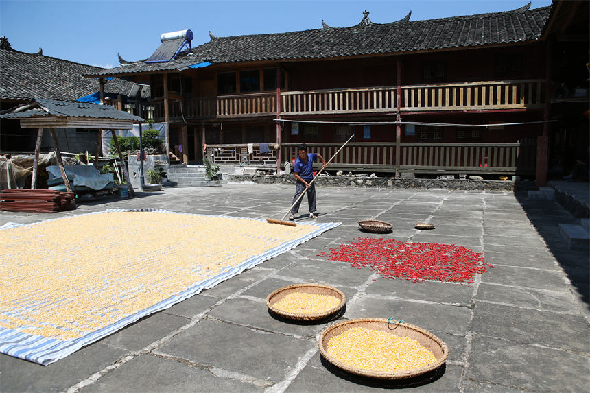 重慶市黔江區(qū)小南海鎮(zhèn)橋梁村古楓寨村民在晾曬玉米、辣椒、花生等農(nóng)作物。楊敏攝