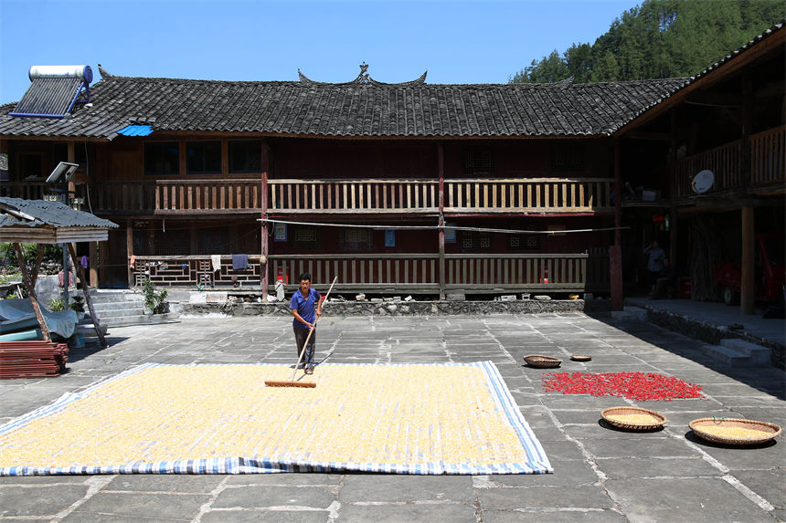 重慶市黔江區(qū)小南海鎮(zhèn)橋梁村古楓寨村民在晾曬玉米、辣椒、花生等農(nóng)作物。楊敏攝