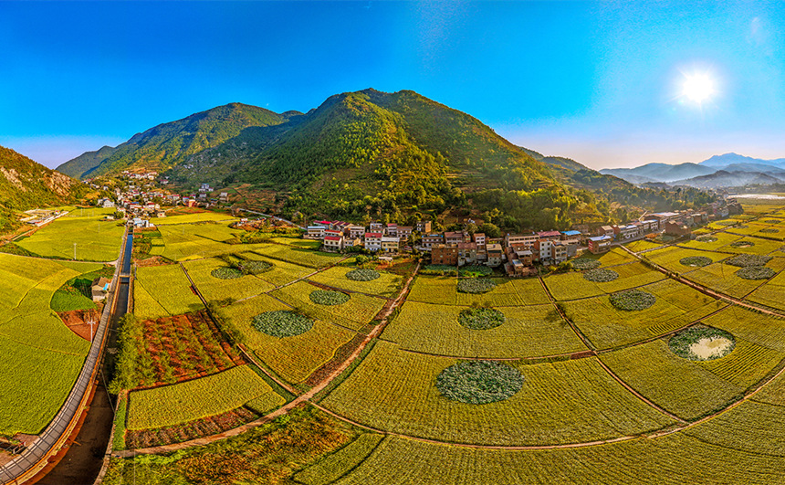 重慶巫山縣廟宇鎮(zhèn)的田野里一片金黃。陳光國攝