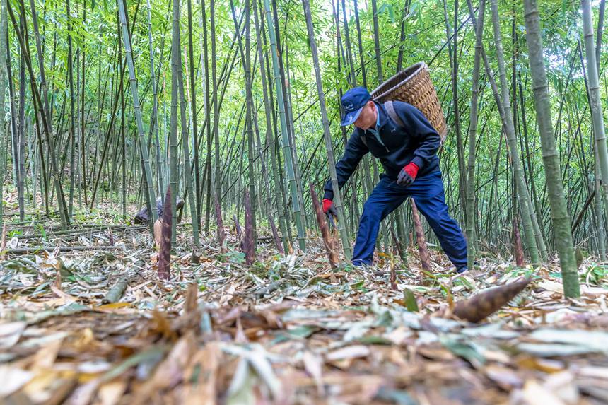 筍農(nóng)在采摘方竹筍。瞿明斌攝