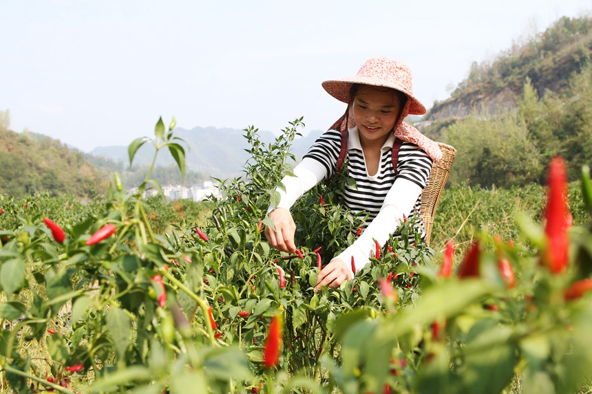 村民在重慶市黔江區(qū)鵝池鎮(zhèn)治安村辣椒種植基地采摘辣椒。楊敏攝