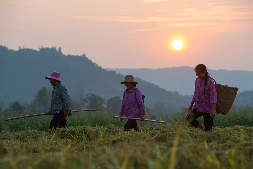 萬州區(qū)恒合土家族鄉(xiāng)八一村，夕陽西下，勞作的村民走過收割后的田地。冉孟軍攝