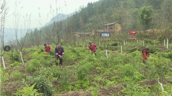 村民正在給黃精施肥。譚艷波攝