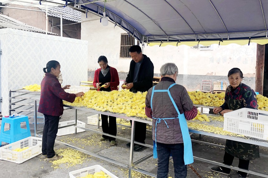 和村民一起分揀采收的金絲皇菊。院方供圖