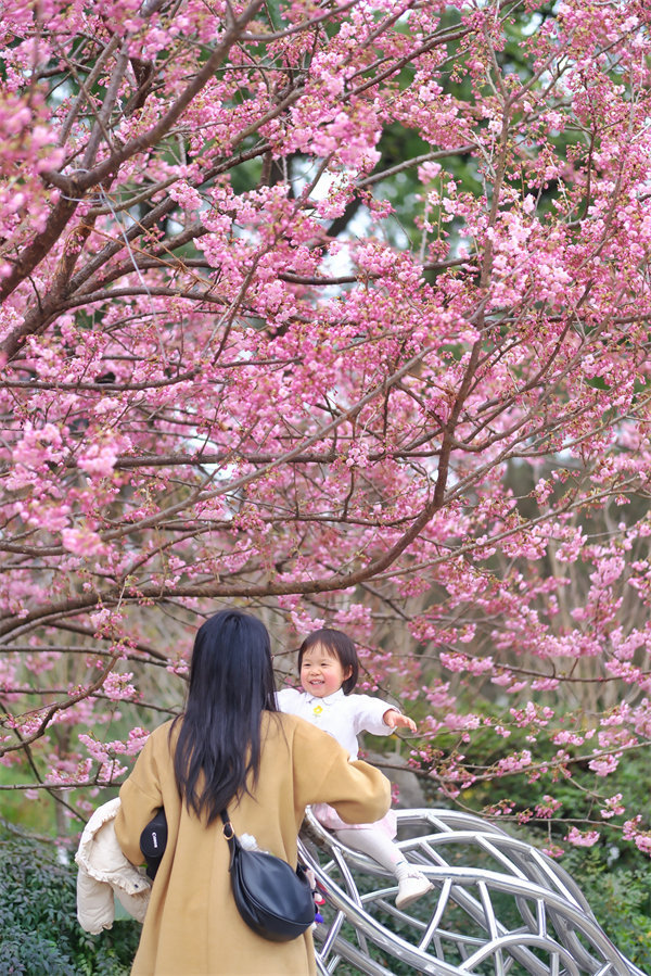 2月24日，南山植物園櫻花競相綻放，吸引不少游客前來賞花游玩。郭旭攝