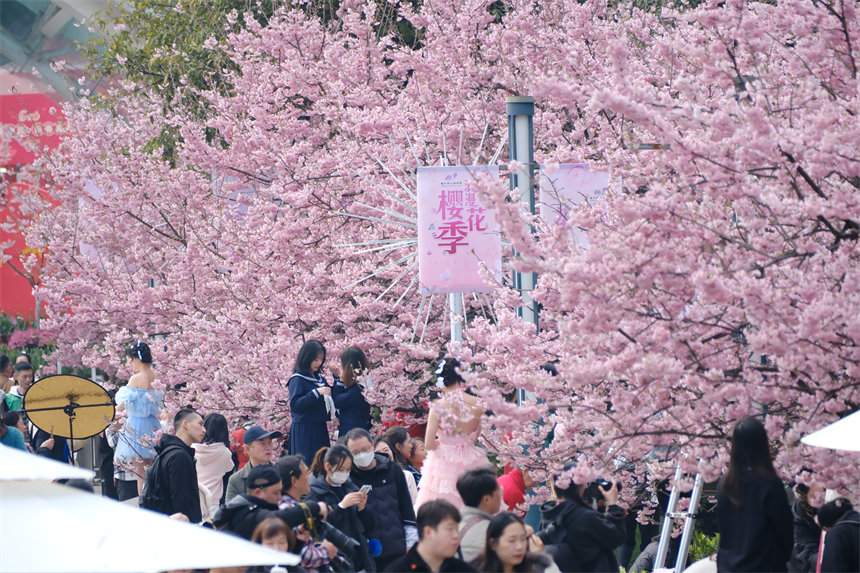 2月24日，南山植物園櫻花競(jìng)相綻放，吸引不少游客前來賞花游玩。郭旭攝