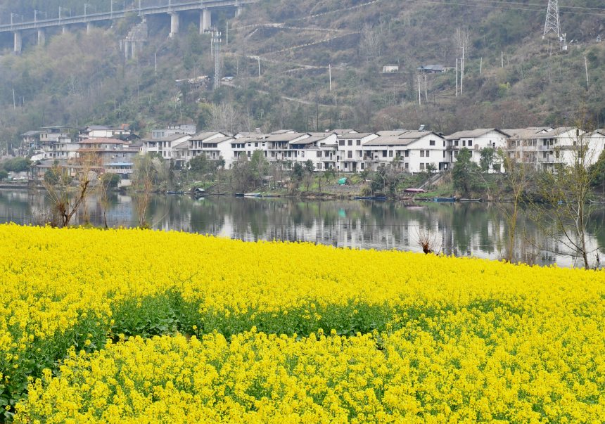 重慶市黔江區(qū)阿蓬江沿岸的油菜花。張瑜洋攝