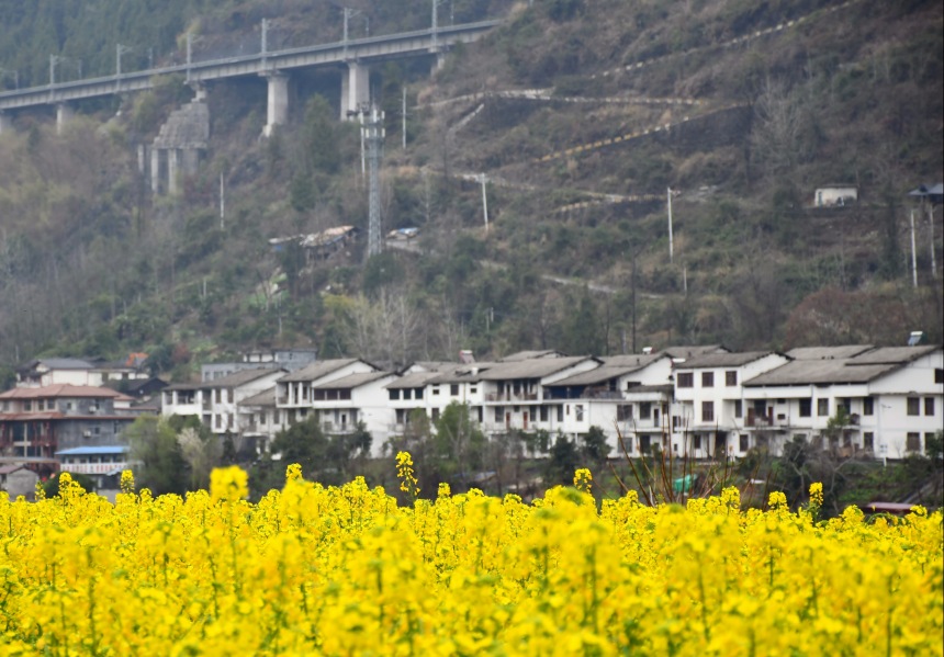 重慶市黔江區(qū)阿蓬江沿岸的油菜花。張瑜洋攝