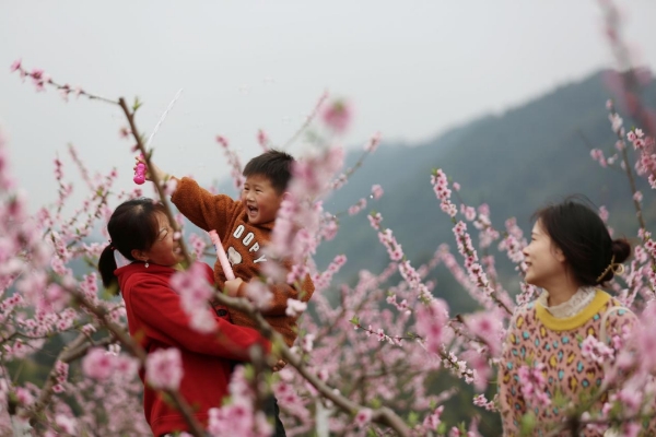 桃花盛開吸引游客游玩。李攀攝