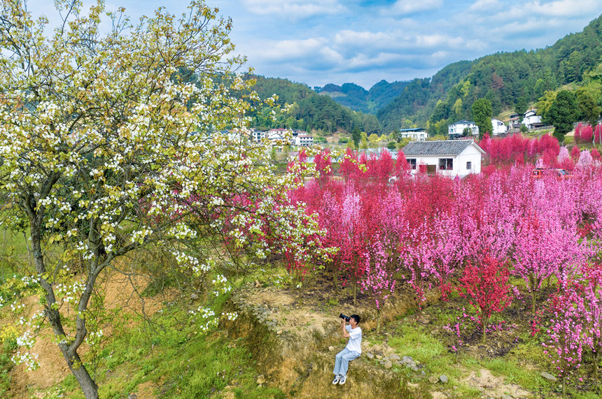 游客在花海中游玩。汪新攝