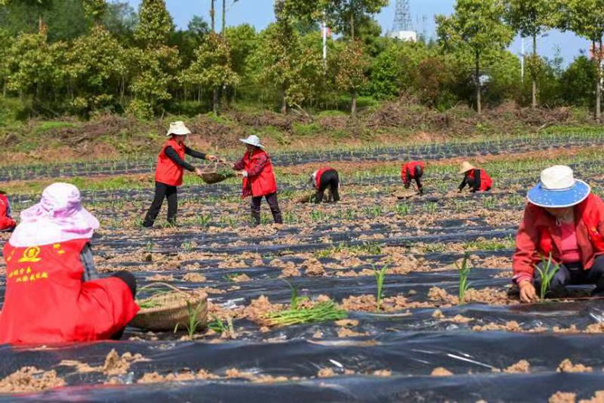 村民正在移栽有機(jī)高粱苗。向曉秋攝