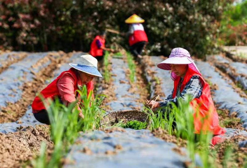 村民正在移栽有機(jī)高粱苗。向曉秋攝