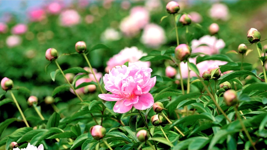 徐白村核心品種芍源紅。龔長浩攝