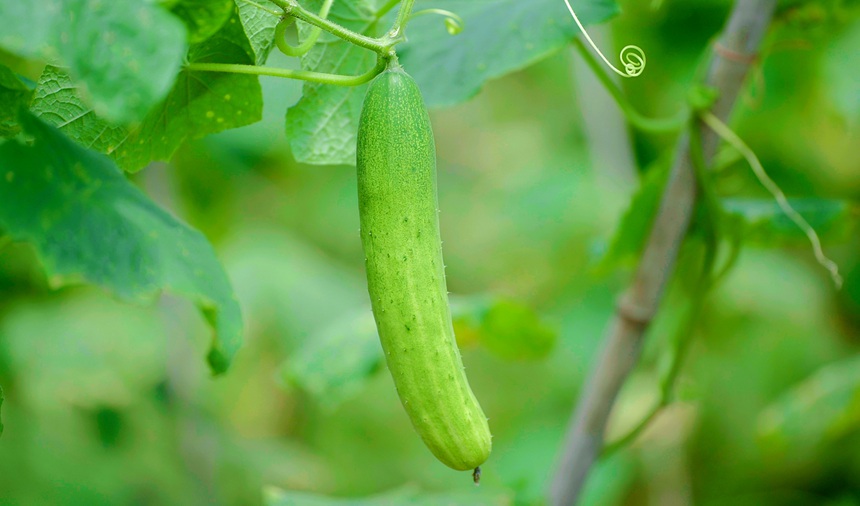 高峰梯田蔬菜。劉超攝