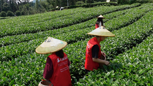 團隊成員在田間體驗采茶。西南政法大學供圖