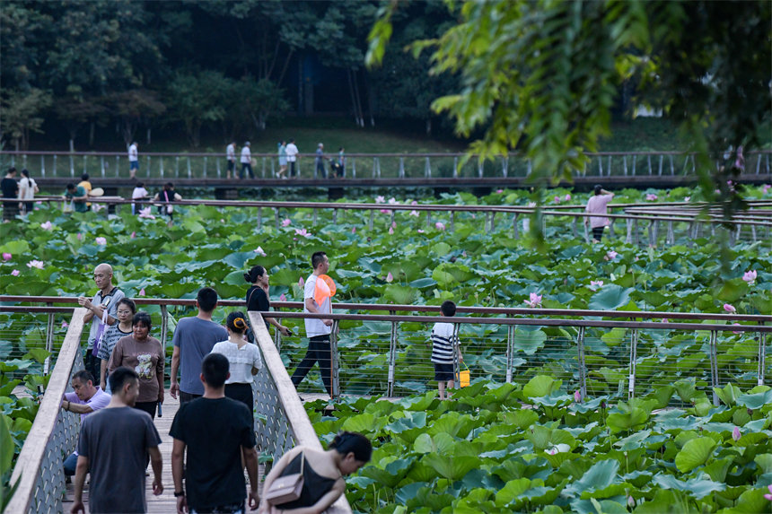 南岸區(qū)疊水公園夏荷盛開，吸引了眾多市民、游客前來賞荷。郭旭攝