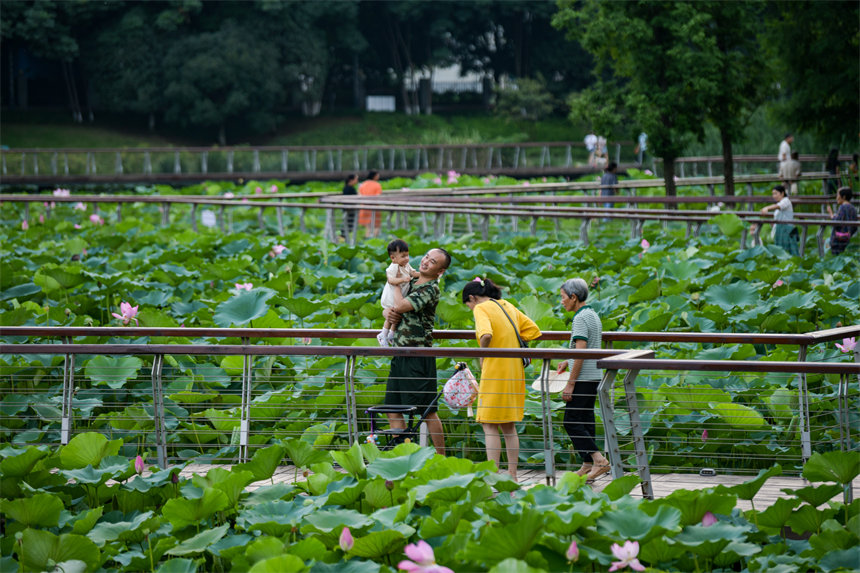 南岸區(qū)疊水公園夏荷盛開，吸引了眾多市民、游客前來賞荷。郭旭攝