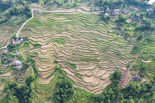 重慶石柱縣臨溪鎮(zhèn)旭光村，土地整治將曾經(jīng)多塊小而散的荒地整理變成了規(guī)整連片的水稻田。馬培鈞攝