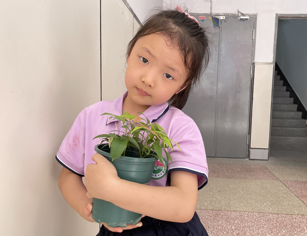 一年級(jí)新生劉桐希種植的荔枝樹(shù)幼苗。晏紅霞攝