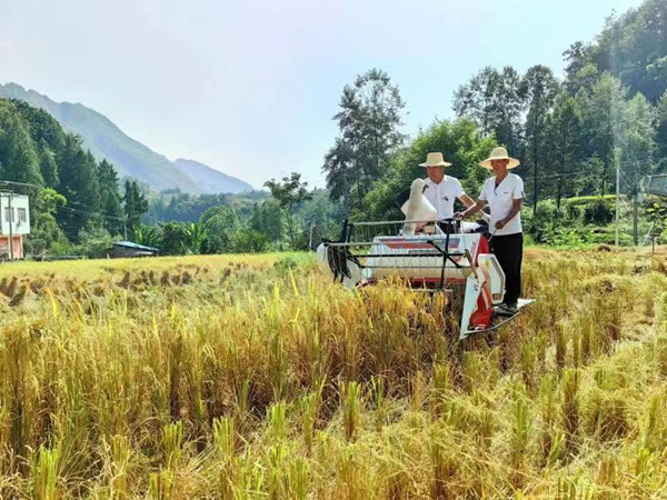 收割機(jī)收割稻谷?？椎缕紨z