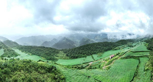 新農(nóng)村吊瓜基地。李洪森攝