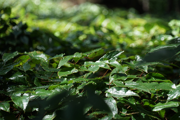 城口縣高燕鎮(zhèn)星光村箭葉淫羊藿種植基地內(nèi)，國家儲備林下的淫羊藿。李官芮攝