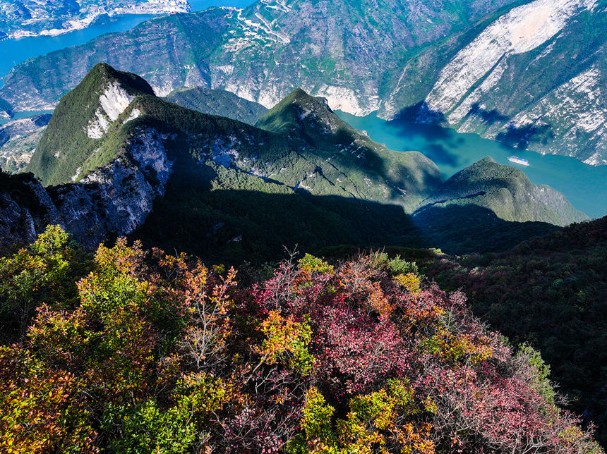 瞿塘峽岸邊的紅葉。王正坤攝