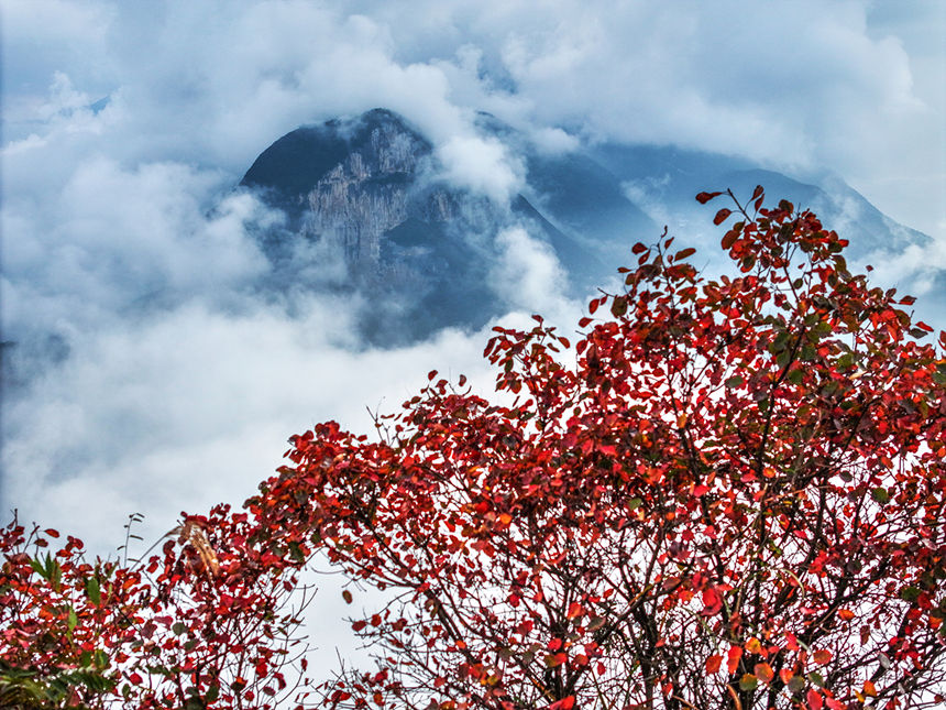 瞿塘峽岸邊的紅葉。王正坤攝