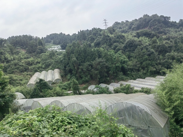 羊肚菌、蔬菜等種植大棚。鳳霞攝