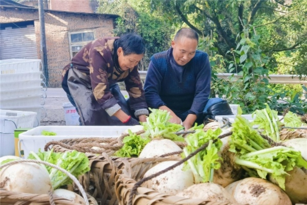 蘿卜豐收。界石鎮(zhèn)供圖