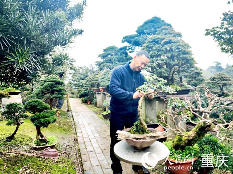 村民楊彪在住家式盆景園林，照料盆景。人民網 陳琦攝