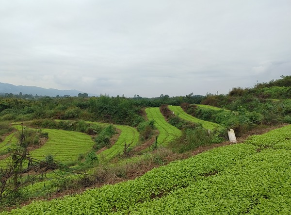 永川區(qū)青菜頭種植基地。村村旺供圖