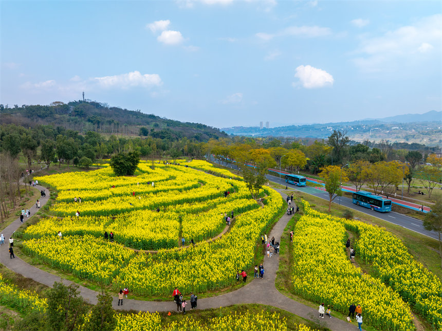 廣陽島油菜花田迎春綻放，吸引游客踏青打卡。郭旭攝