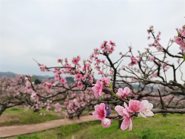 桃花朵朵開(kāi)。太和鎮(zhèn)供圖