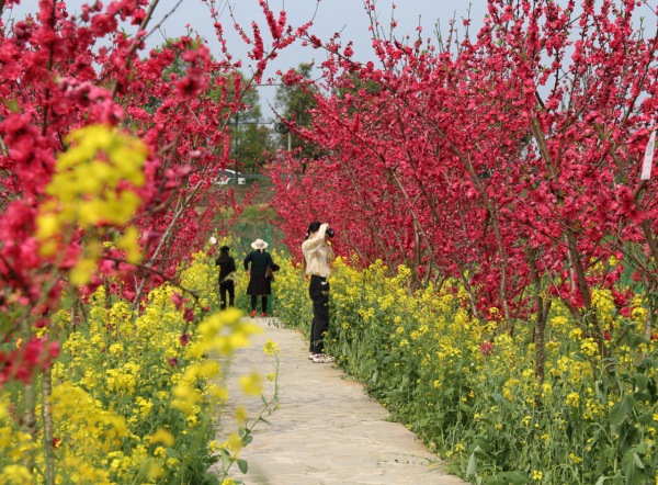 桃花朵朵開。渝北區(qū)文化旅游委供圖