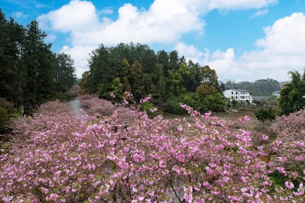 南川大觀鎮(zhèn)櫻花已綻放。唐英策攝