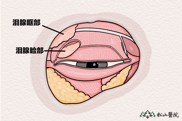 淚腺位置。重慶松山醫(yī)院供圖