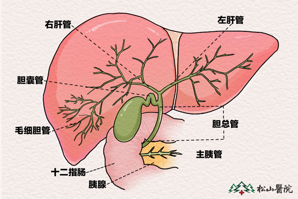 肝膽分布。重慶松山醫(yī)院供圖