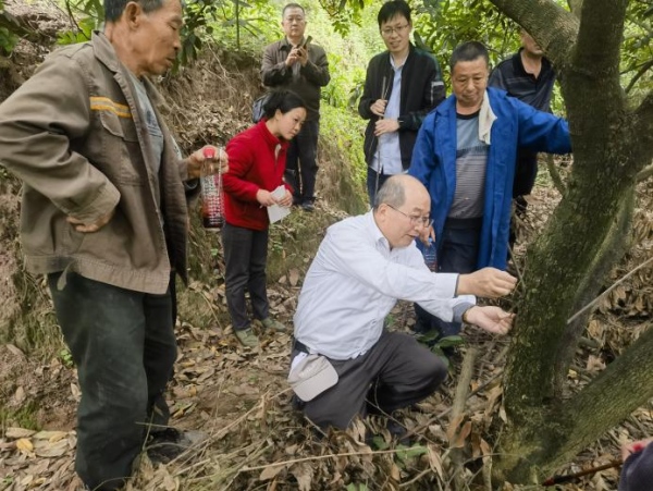 鄭少泉現(xiàn)場為村民講解嫁接要點(diǎn)。江津區(qū)委宣傳部供圖