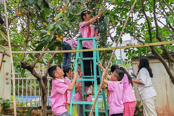 摘枇杷活動。珞璜實(shí)驗(yàn)小學(xué)供圖