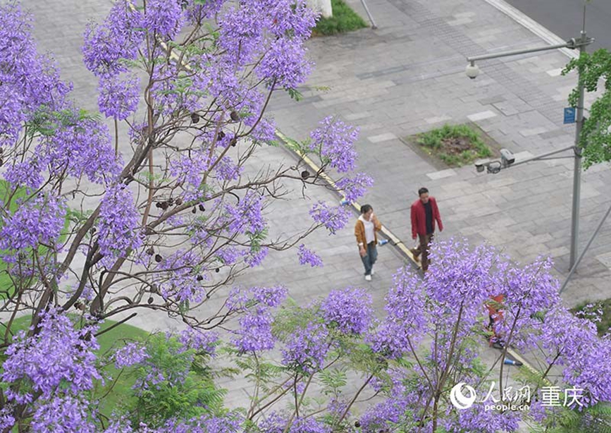 藍(lán)花楹裝點(diǎn)著城市的街道。 人民網(wǎng)記者 劉祎攝